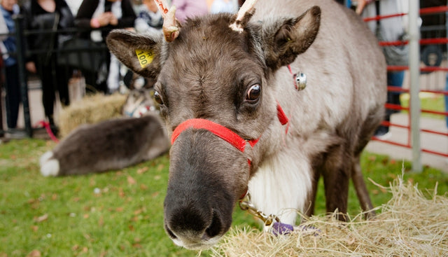 Newark Festive Gift & Food Show 2019
