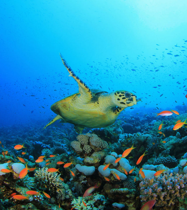 5 Ways You Can Celebrate World Oceans Day 2025