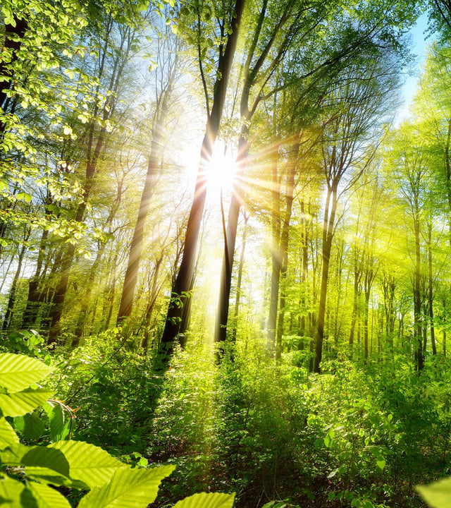 How to Mark World Environment Day 2025